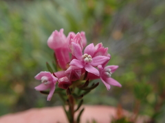 Phylica gnidioides