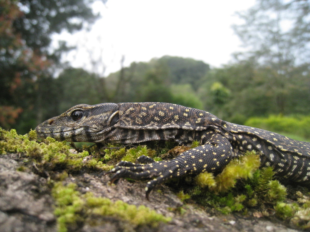 Bengal Monitor Lizard