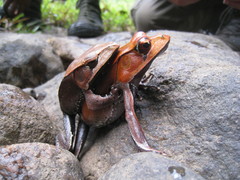 Clinotarsus curtipes