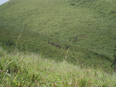 Nilgiritragus hylocrius