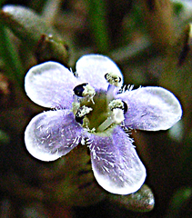 Limosella longiflora