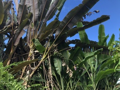 Musa acuminata zebrina