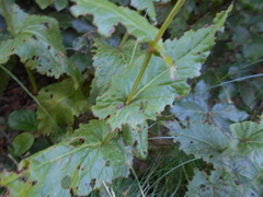 Rumex arifolius