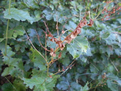 Rumex arifolius