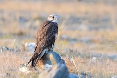 Saker Falcon photo 2