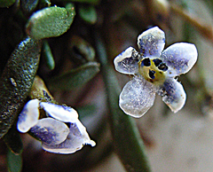 Limosella longiflora