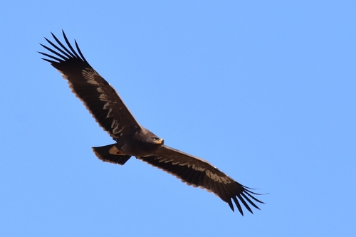 Steppe Eagle, photo 2 of 10