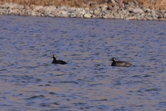 Melanitta stejnegeri