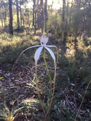 Caladenia splendens
