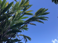 Alpinia boia