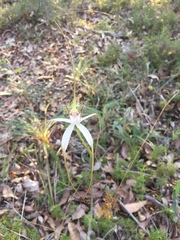 Caladenia splendens