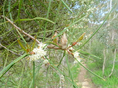 Hakea carinata