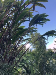 Alpinia boia