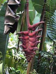 Heliconia mariae