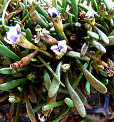Limosella longiflora