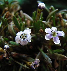 Limosella longiflora