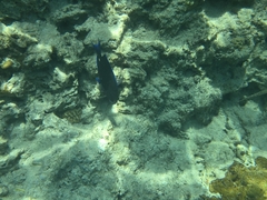 Atlantic Blue Tang