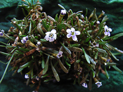 Limosella longiflora