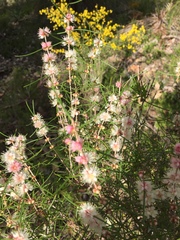 Hypocalymma angustifolium