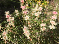 Hypocalymma angustifolium