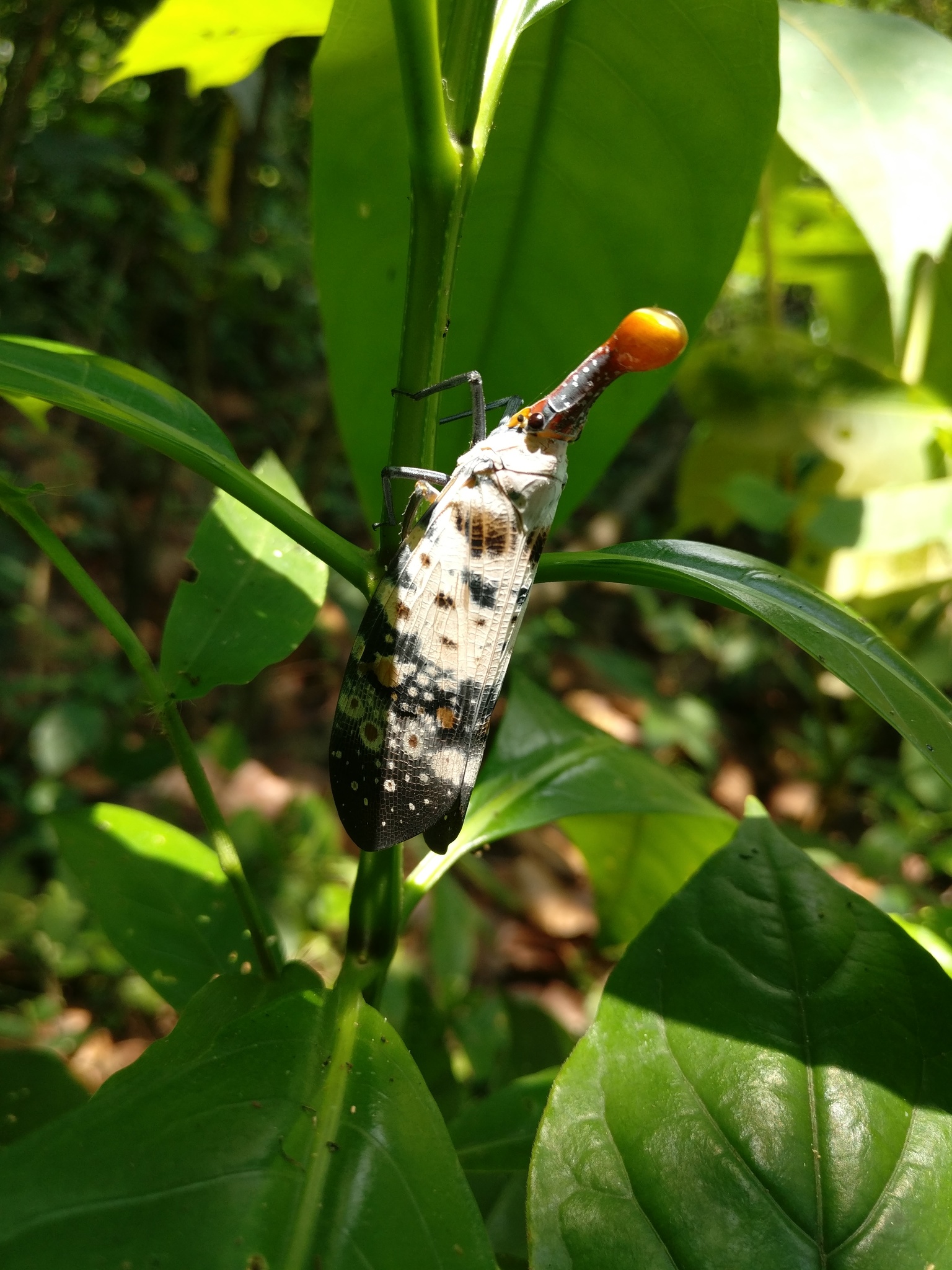 Pyrops clavatus (Westwood, 1839)