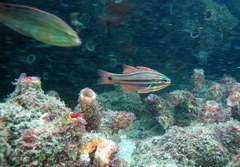 Ostorhinchus limenus