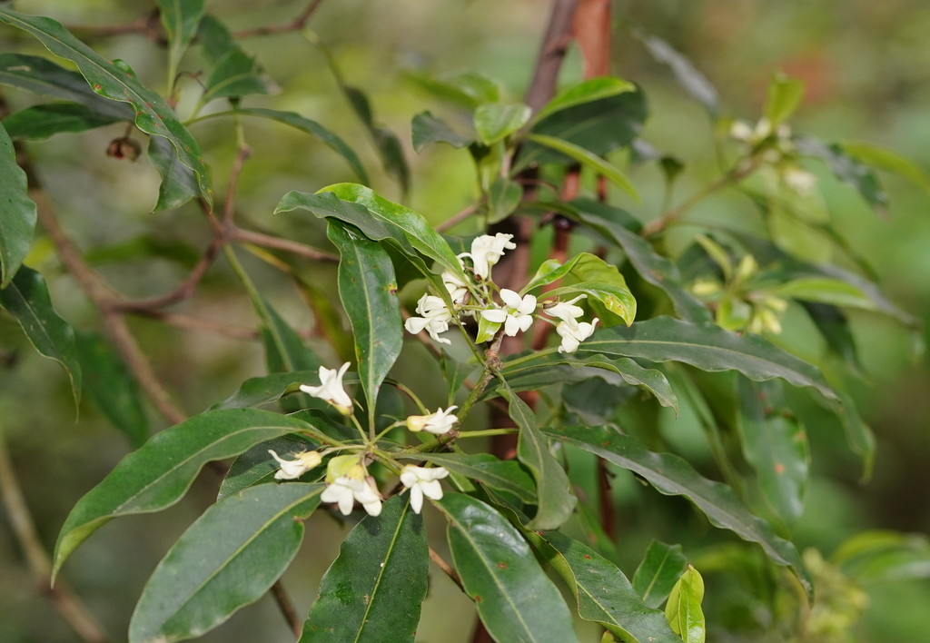 Jazmín del Cabo (Pittosporum undulatum) · NaturaLista Colombia