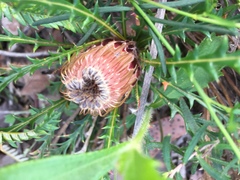 Banksia dallanneyi