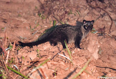 Paradoxurus philippinensis