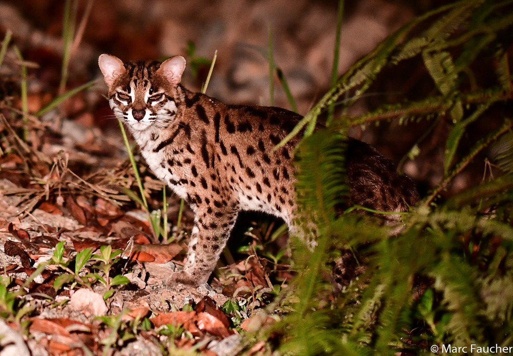 Bornean and Sumatran Leopard Cat in September 2019 by pfaucher. 106 ...