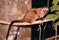 Paradoxurus philippinensis