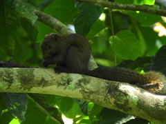 Callosciurus pygerythrus