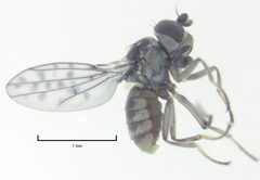 Nostima negramaculata