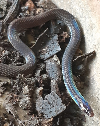 Photo of a Dwarf Reed Snake (Pseudorabdion longiceps)