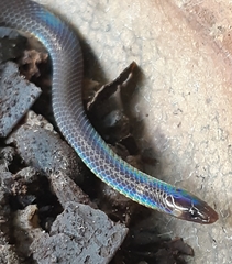 Pseudorabdion longiceps