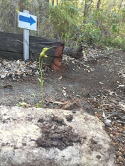 Pterostylis barbata