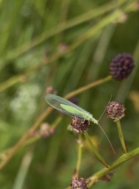 Common green lacewing