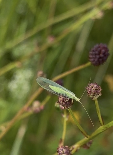 Common green lacewing