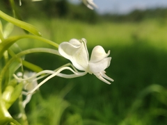 Habenaria commelinifolia