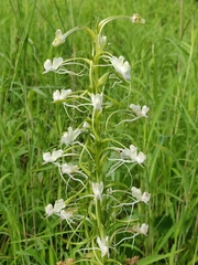Habenaria commelinifolia