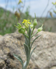 Alyssum dagestanicum