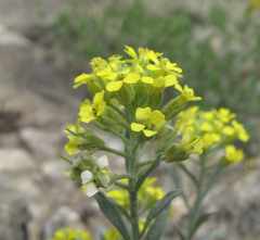 Alyssum dagestanicum
