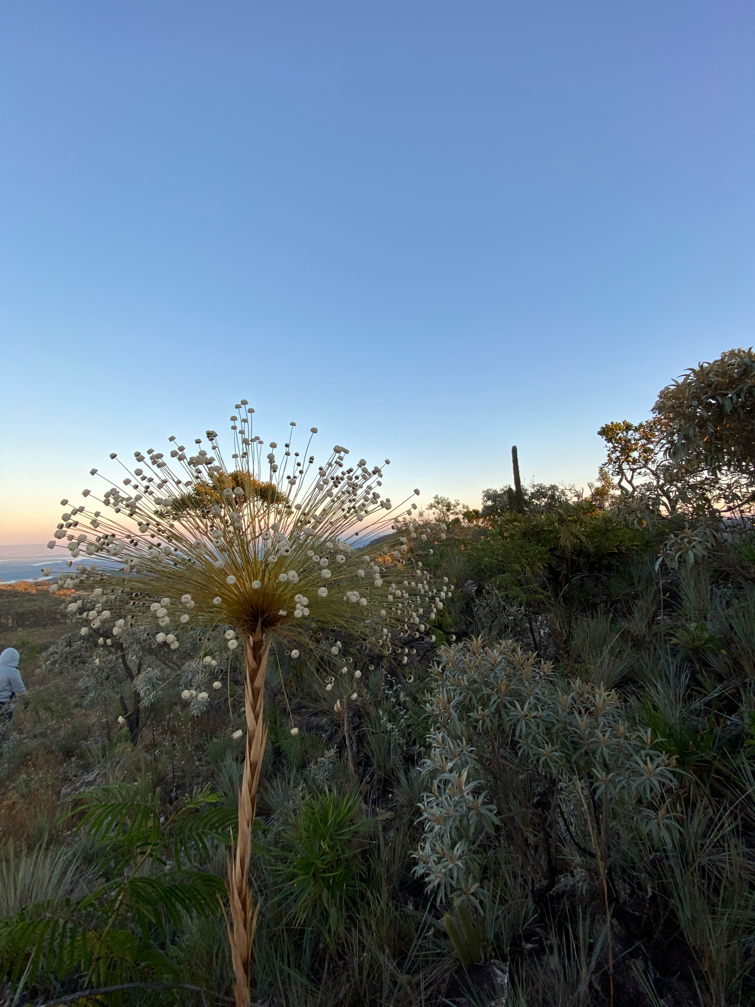 Paepalanthus chiquitensis
