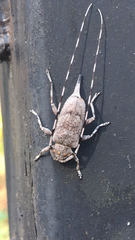 Acanthocinus aedilis