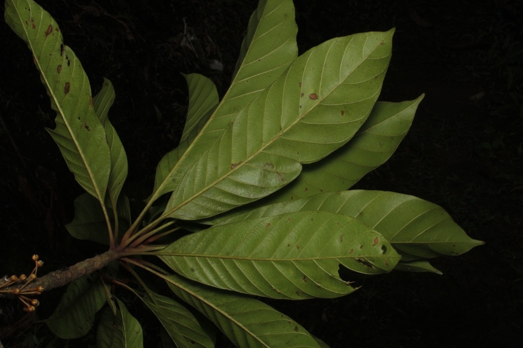 Chrysophyllum colombianum