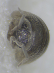 Armadillidium bicurvatum