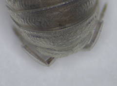 Armadillidium bicurvatum