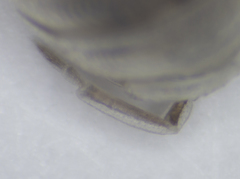 Armadillidium bicurvatum