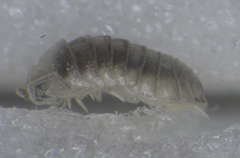 Armadillidium bicurvatum