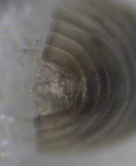 Armadillidium bicurvatum